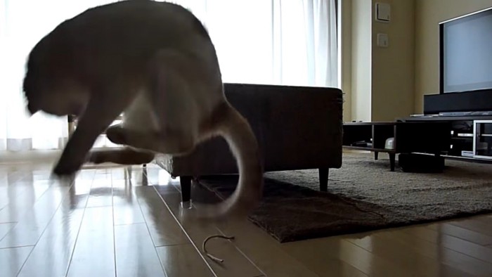ジャンプする猫