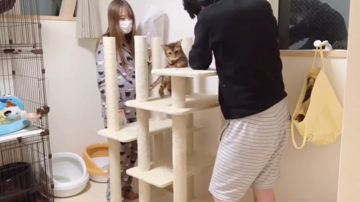 組み立て中のタワーに登る猫