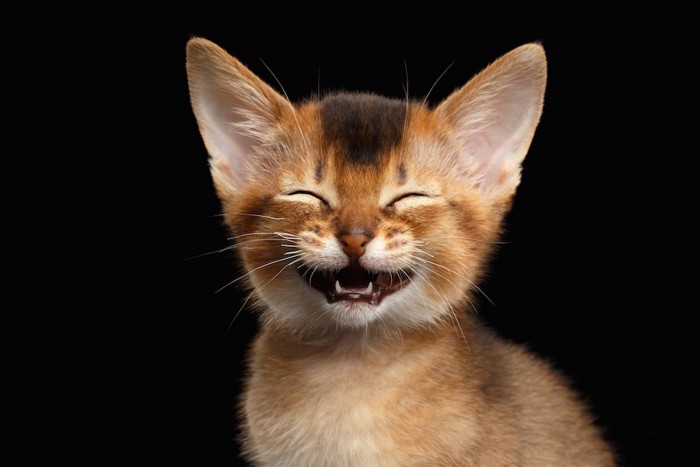 笑っているような表情の猫