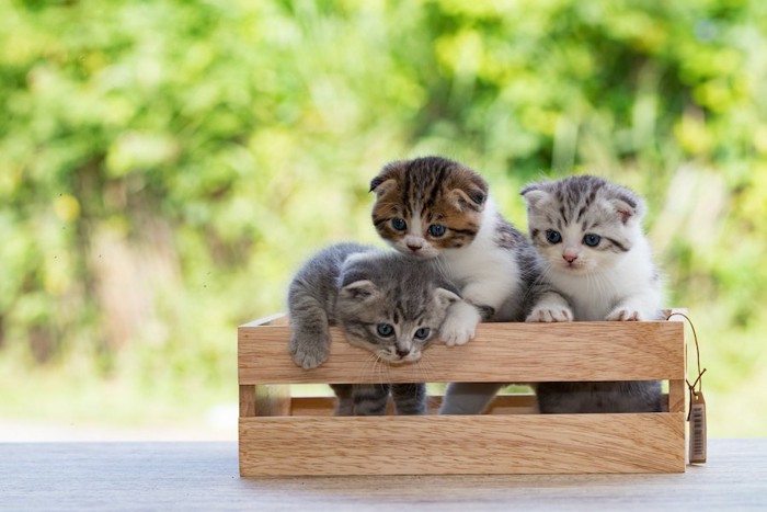 木箱に入っている3匹のスコティッシュフォールドの子猫