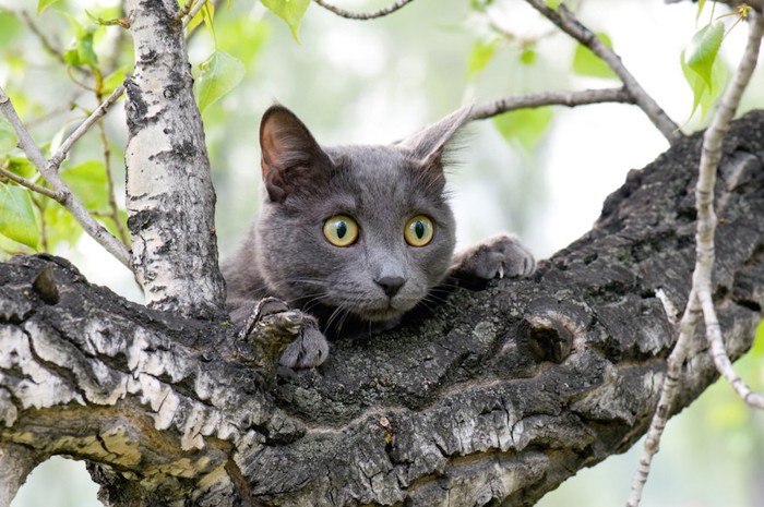 木に登って獲物を狙う猫