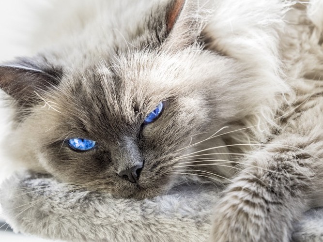 青い目の長毛猫