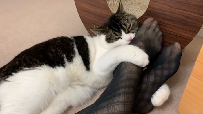 足を噛む猫