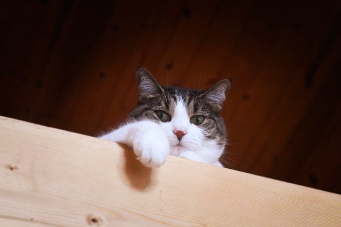 棚の上に乗って見下ろす猫