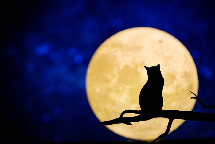 月見をする猫