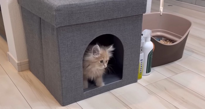 アクアちゃんの隠れ家に入る子猫
