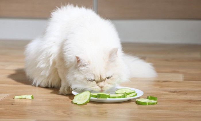 きゅうりを食べる猫