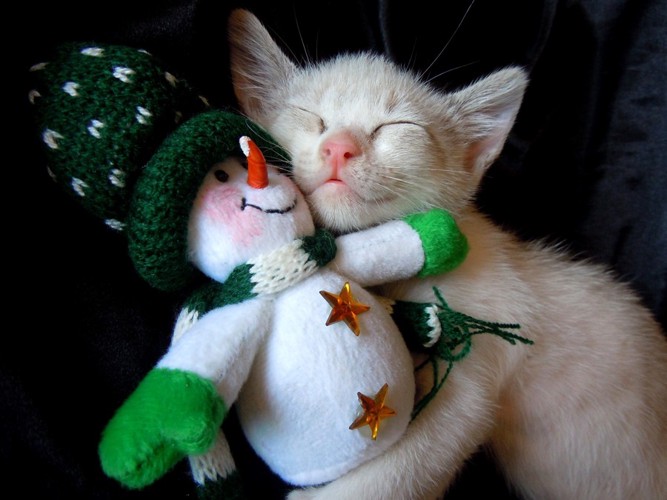 おもちゃと眠る子猫