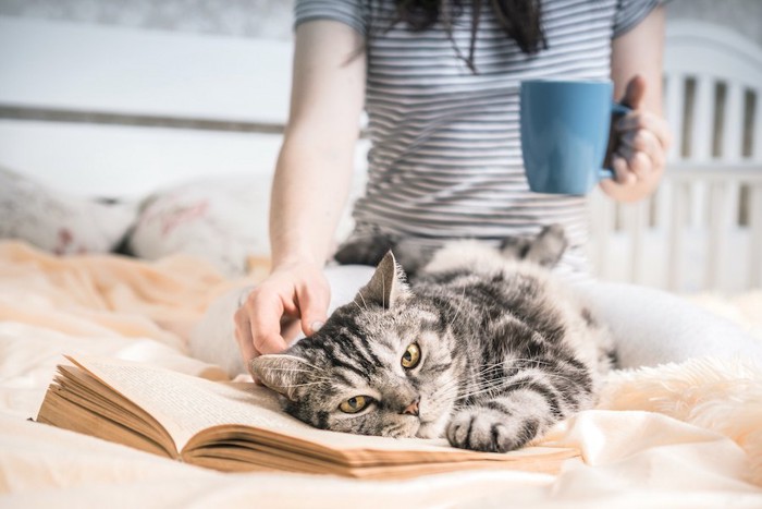 飼い主が読んでいる本の上に寝転がる猫