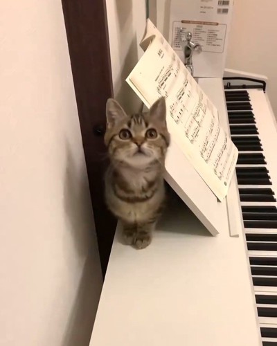 楽譜の裏にいる子猫