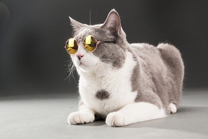 メガネをする猫