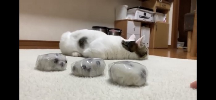 豆大福と寝る猫