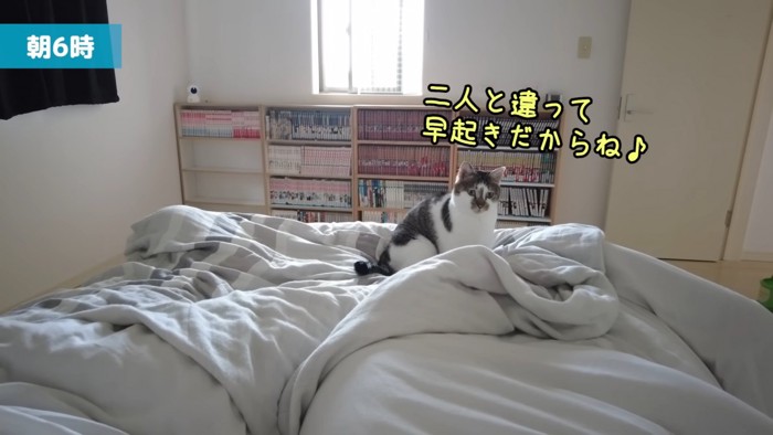 ベッドの上に乗る猫