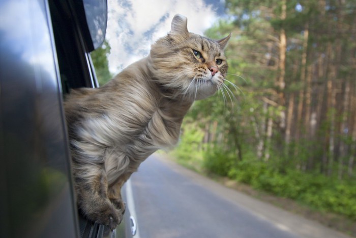 車の窓から気持ち良さそうに身体を出している猫