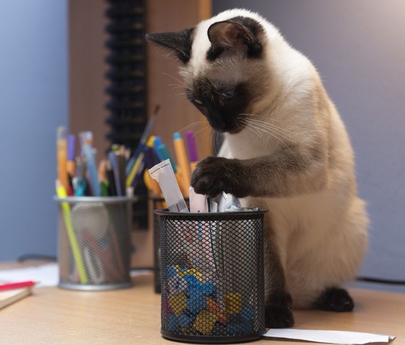 ペンを観察する猫