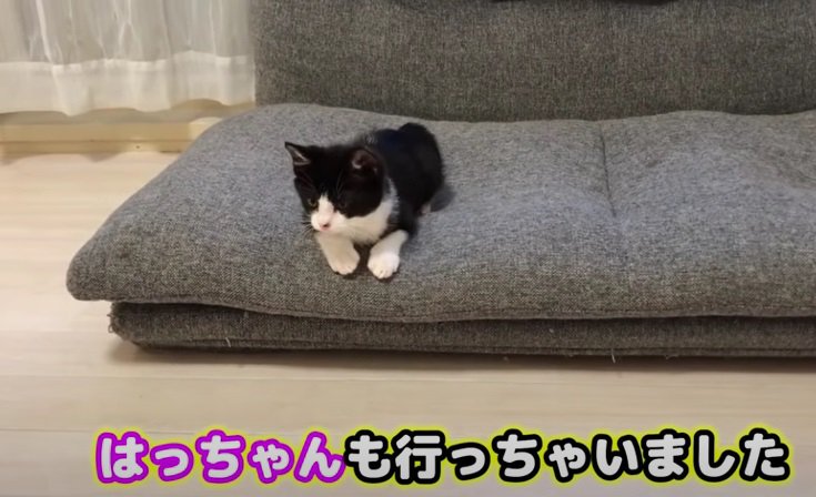 ソファーの上にいる1匹の子猫