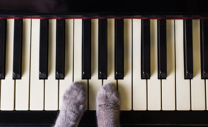 ピアノの鍵盤の上に置かれた猫の手
