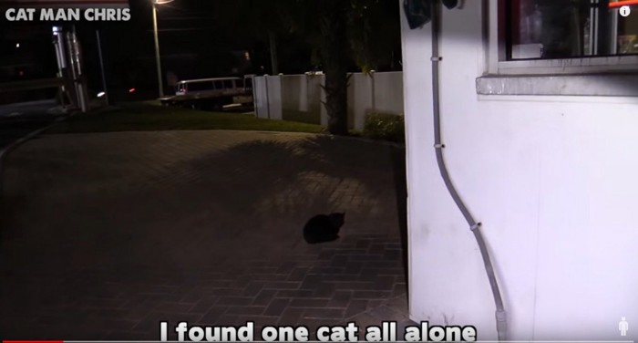 洗車場の中にいる黒猫