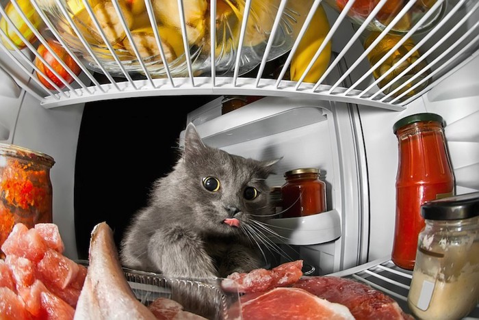 舌をだして冷蔵庫の中の肉を見る猫
