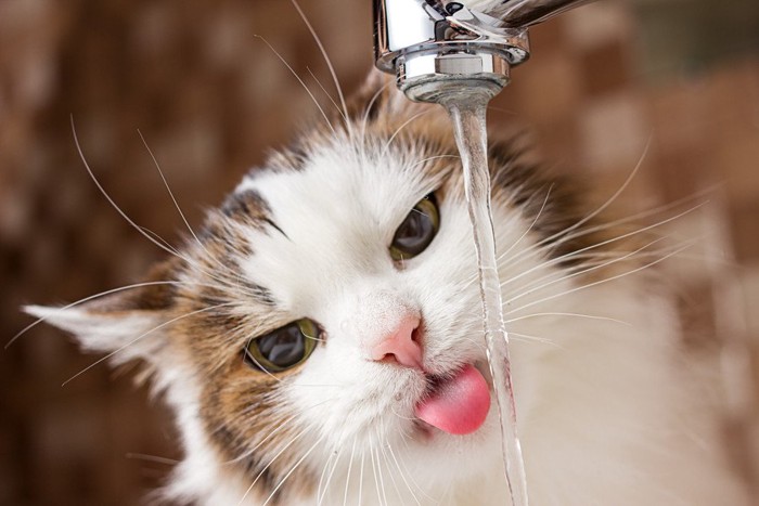 蛇口から水を飲む猫