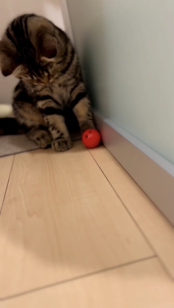 赤いボールを蹴る猫