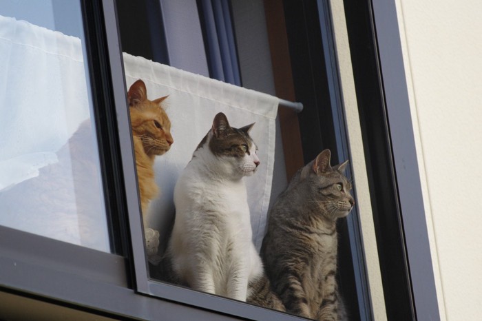 網戸越しに同じ方向を見る3匹の猫