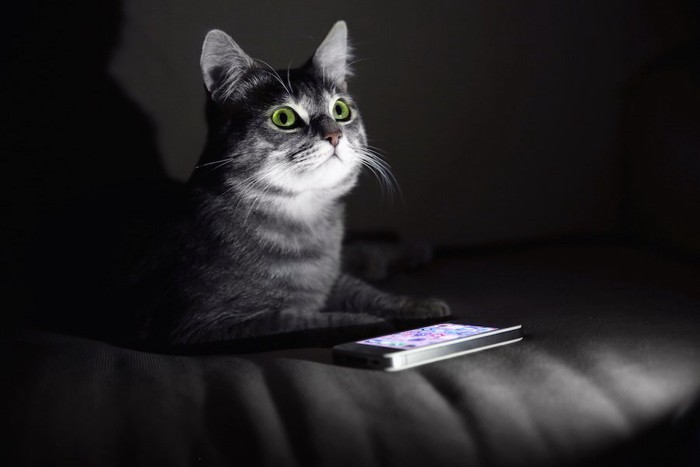 暗い部屋の中で光る猫の目とスマートフォン
