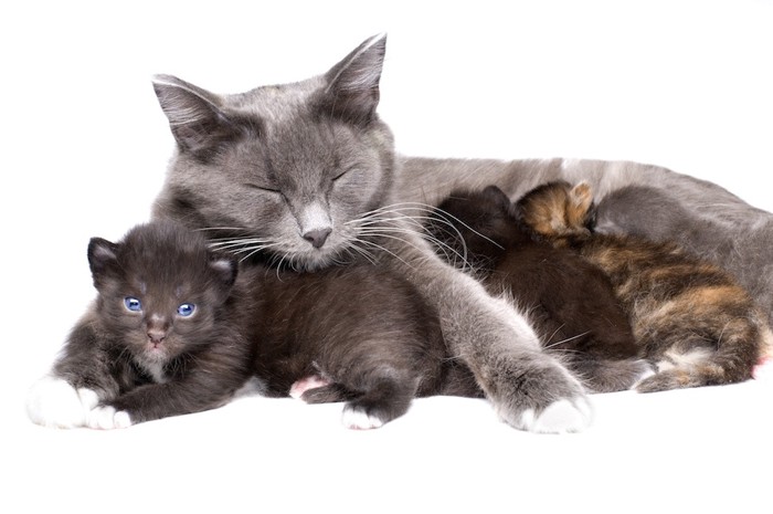 眠る母猫と子猫たち