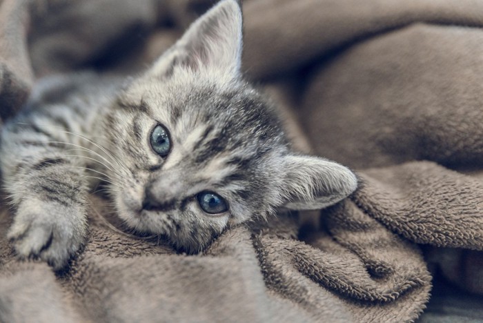 毛布に横たわる子猫