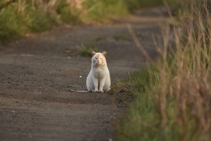 道に座る白猫