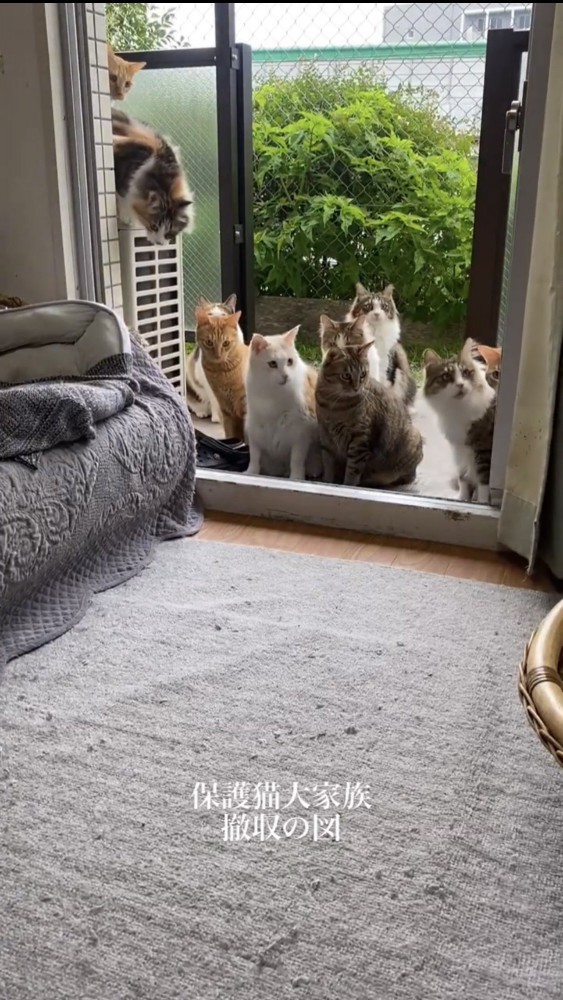 外で待つ猫たち