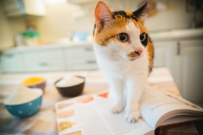 キッチンで開いた本の上に乗る猫