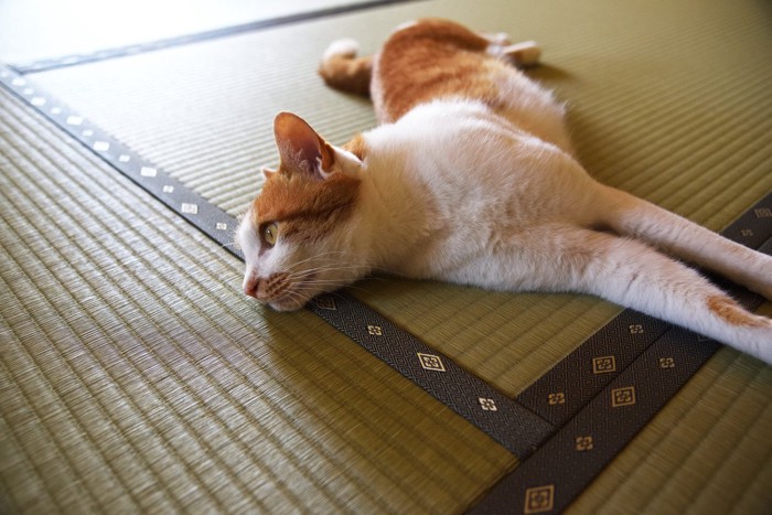 畳の上で寝転がる猫