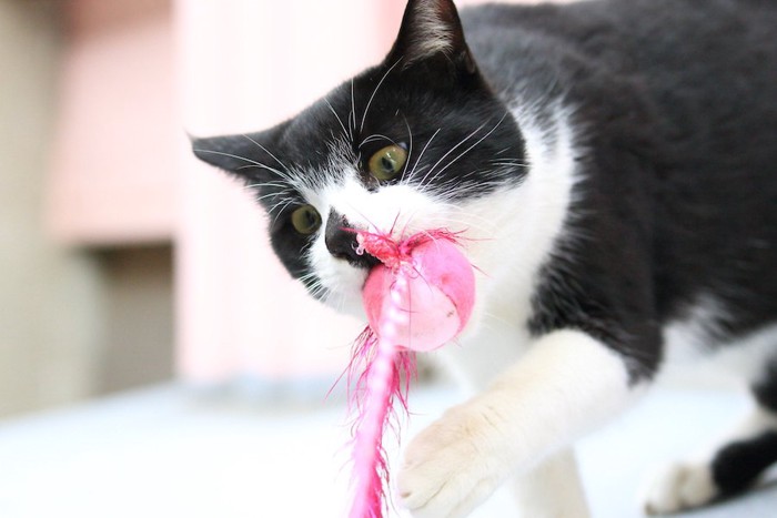 ピンクのおもちゃを咥える猫