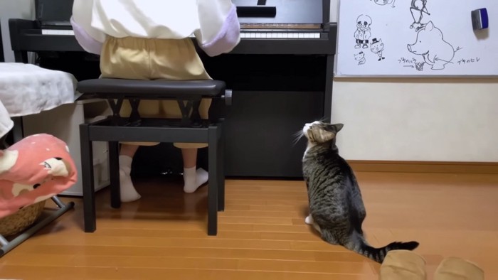 ピアノを見上げる猫