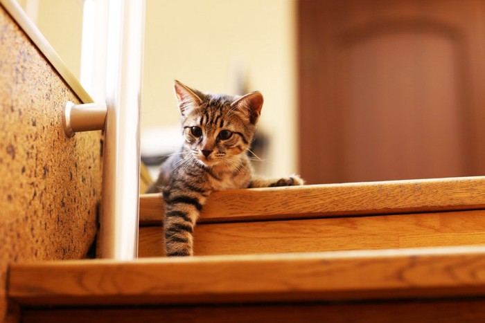 階段の上の猫