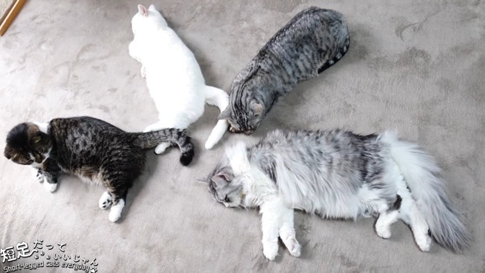 寝ている4匹の猫