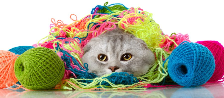 毛糸に絡まる猫