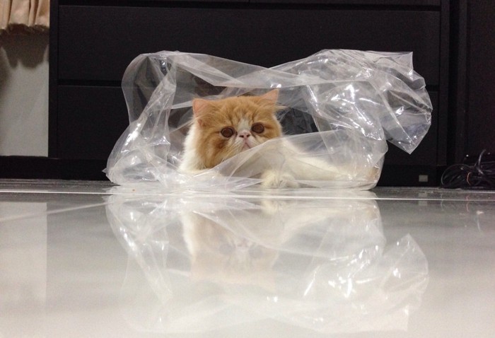 ビニール袋の中の猫