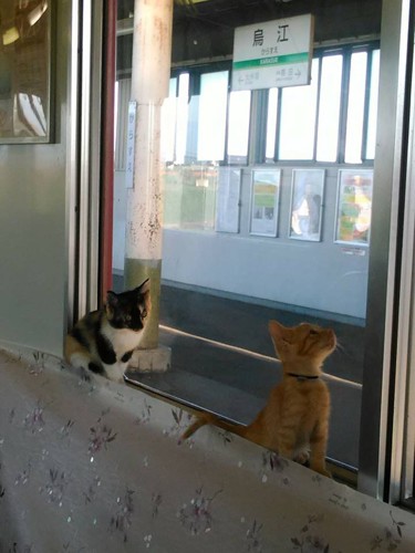 窓の外を見る子猫たち