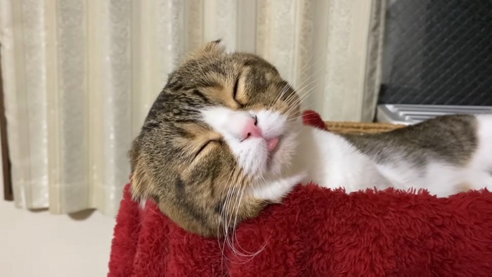舌を出して寝ている猫