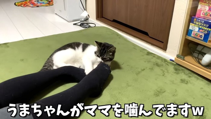 人の足を噛む子猫