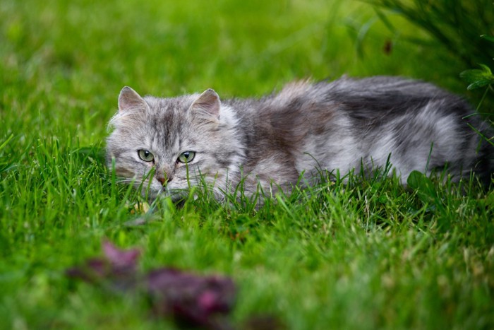 草に潜んで獲物を狙う猫