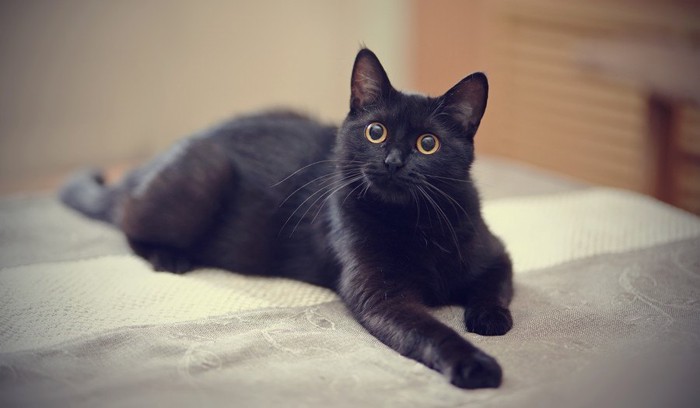 目が真ん丸な黒猫