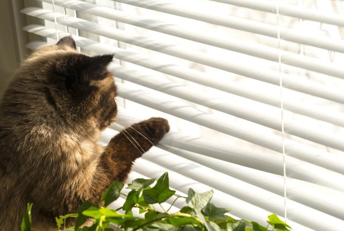 ブラインドに手をかけて外を見る猫