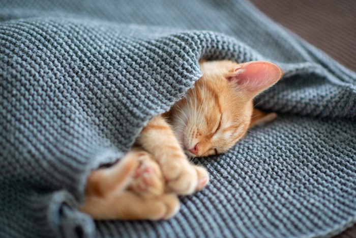 セーターにくるまり眠る猫