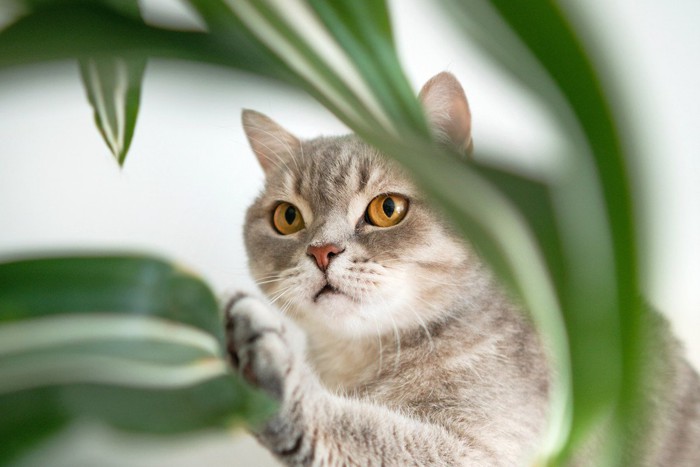 ドラセナの葉にじゃれる猫