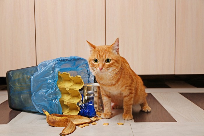倒れるゴミ箱と猫
