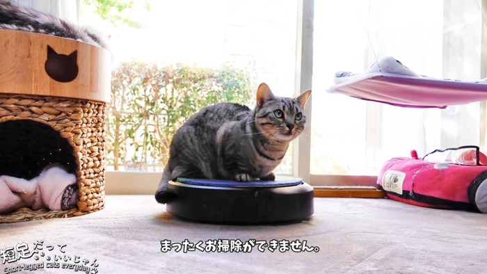 ロボット掃除機に乗って上を見る猫