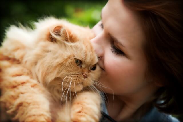 ペルシャ猫にキスをしているブリーダー